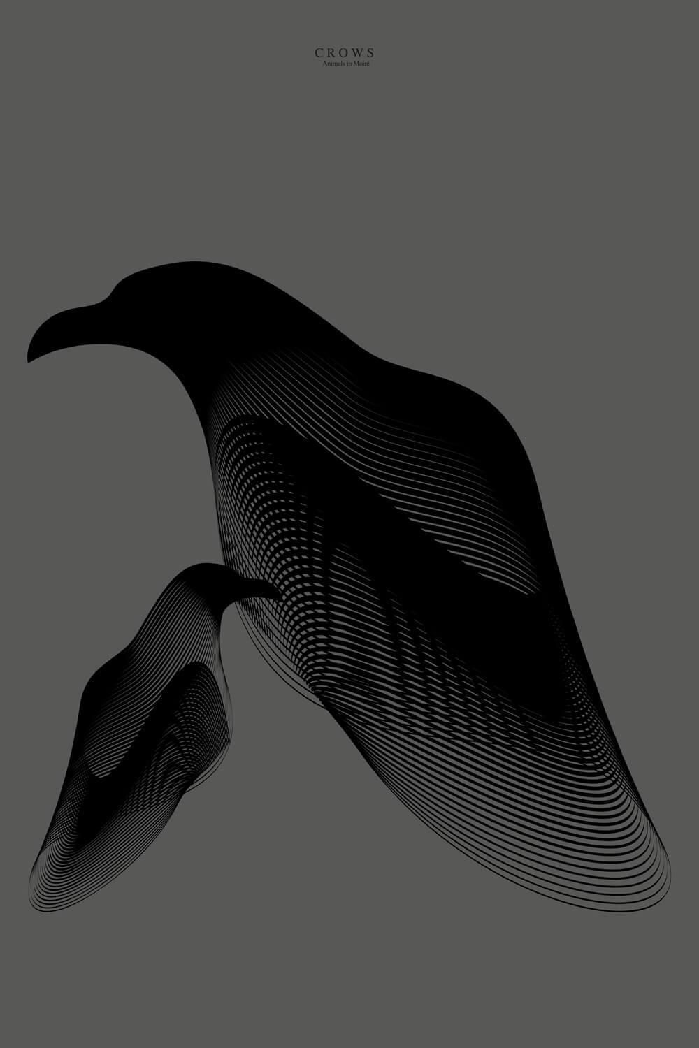 crows
