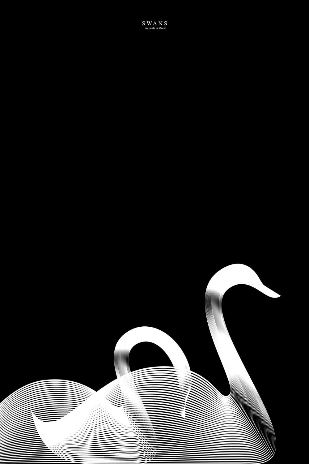 swans