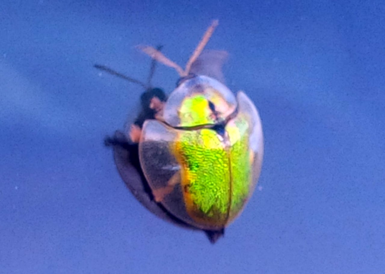 Meet: The Tortoise Beetles! -weird, nature, insects Meet: The Tortoise Beetles! -weird, nature, insects