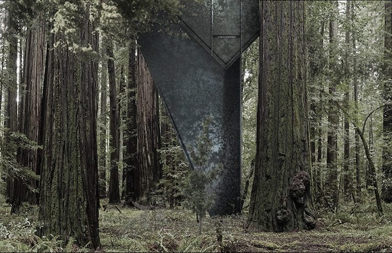 Primeval-forest-freeyork-3