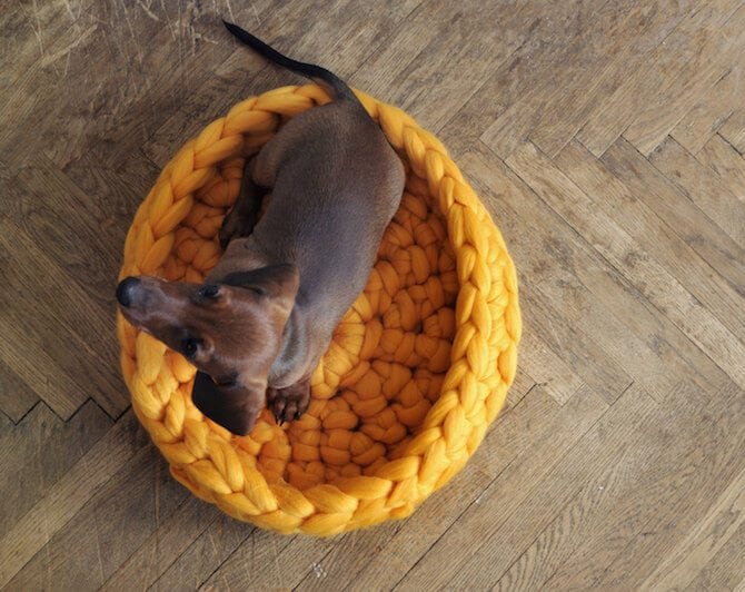 chunky-knits-pets-ohhio-anna-mo-freeyork-5