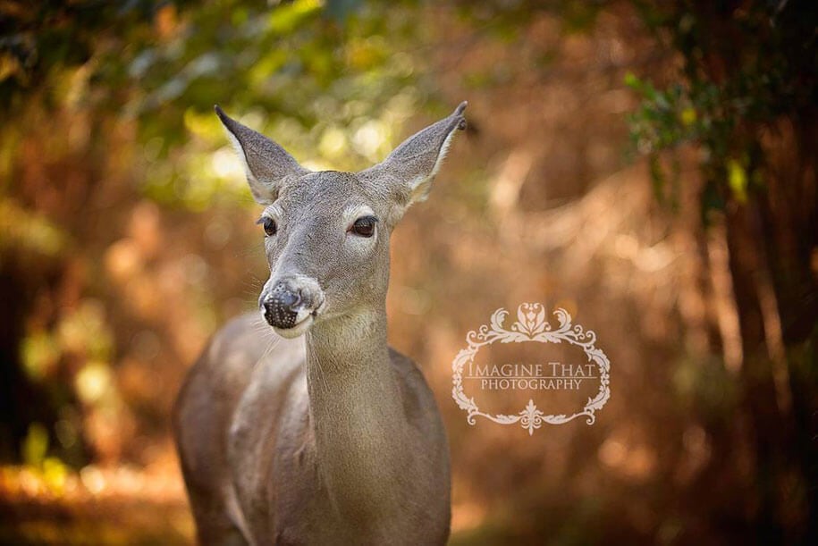 deer-newborn-photoshoot-freeyork3