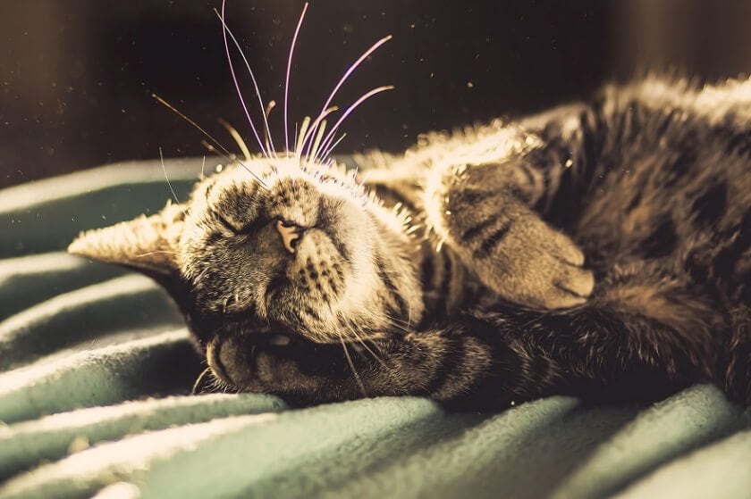felicity-berkleef-cat-10
