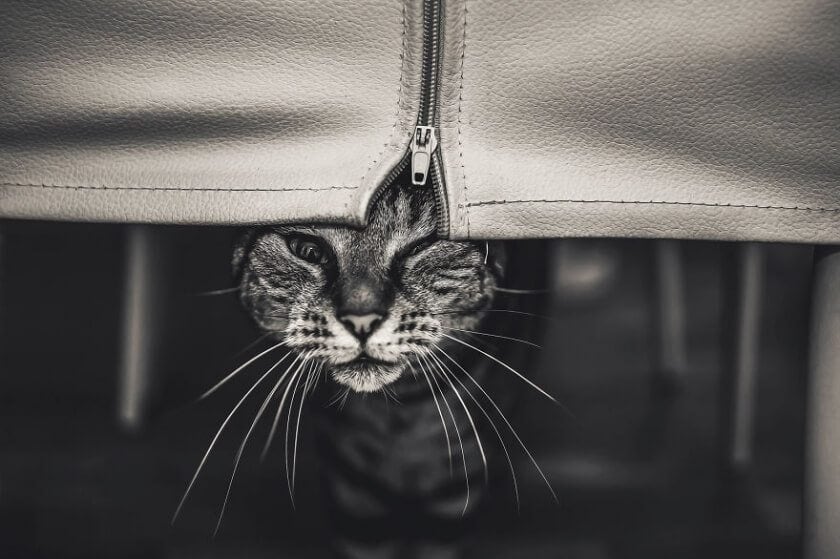 felicity-berkleef-cat-11