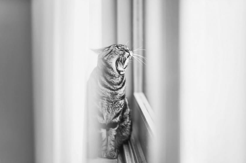 felicity-berkleef-cat-12