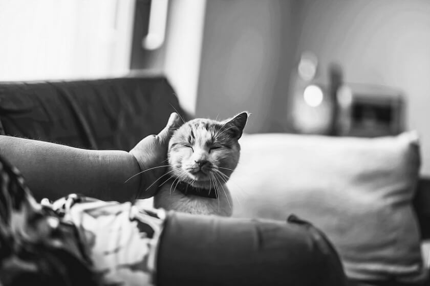 felicity-berkleef-cat-13