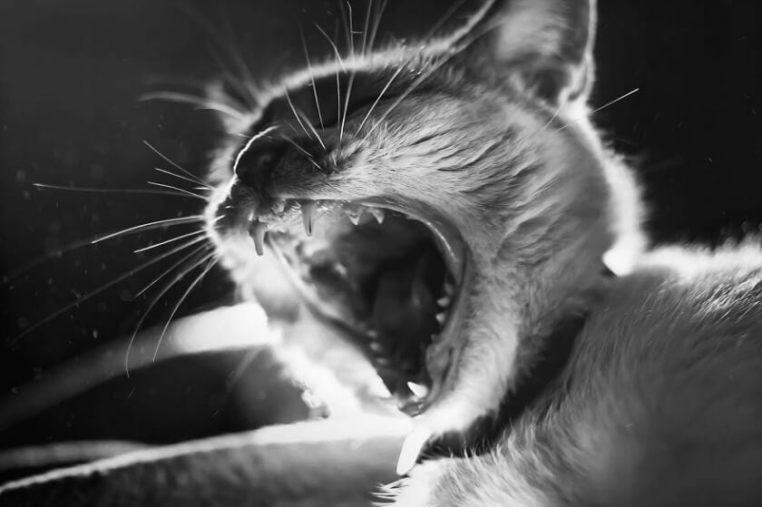 felicity-berkleef-cat-14