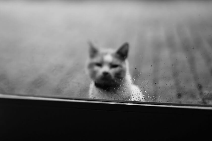 felicity-berkleef-cat-2