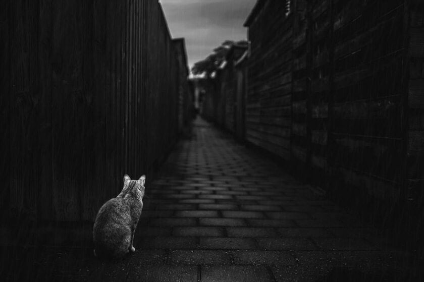 felicity-berkleef-cat-3