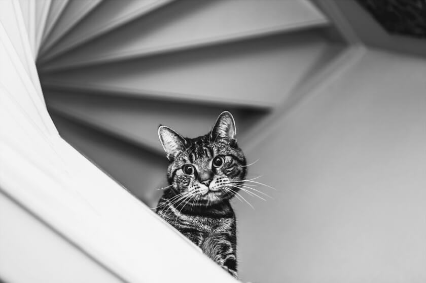 felicity-berkleef-cat-4