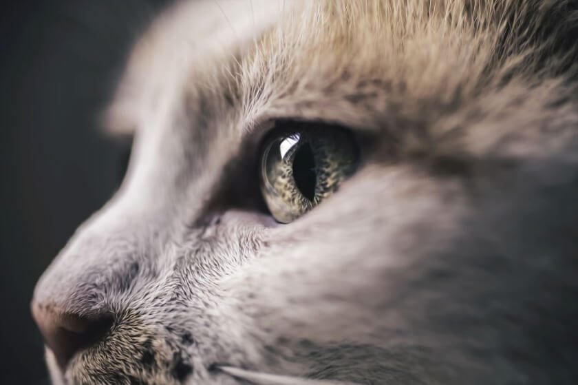 felicity-berkleef-cat-5