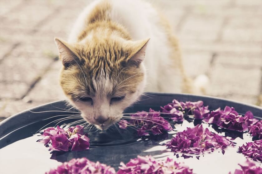 felicity-berkleef-cat-6