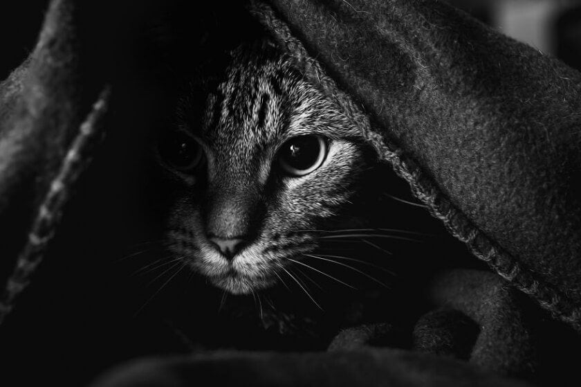 felicity-berkleef-cat-7