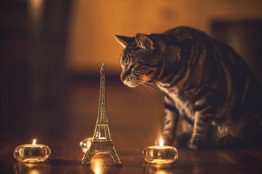 felicity-berkleef-cat-8