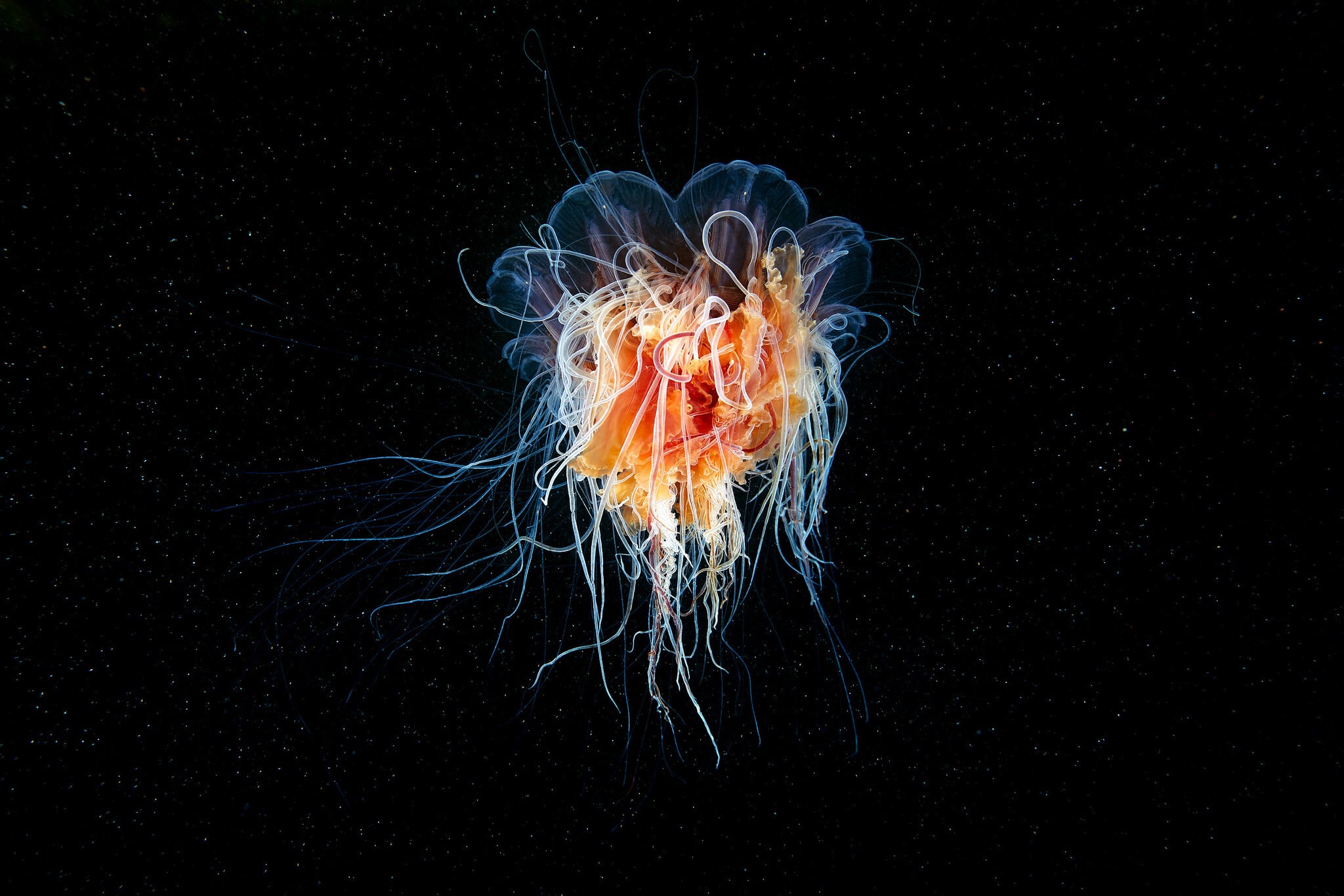 Marine Photographer Documents the Earth’s Most Unusual Wildlife FREEYORK