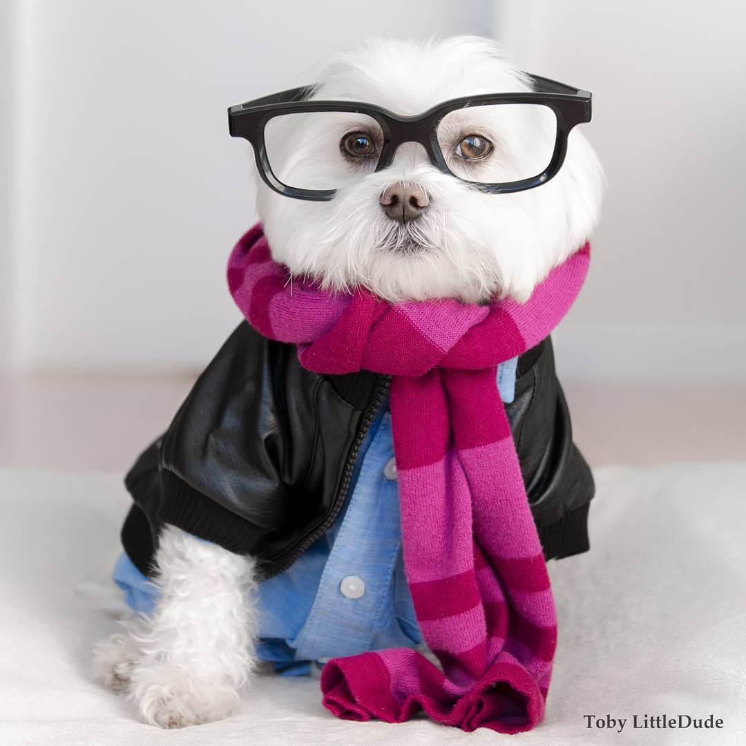 toby-littledude-fy-14