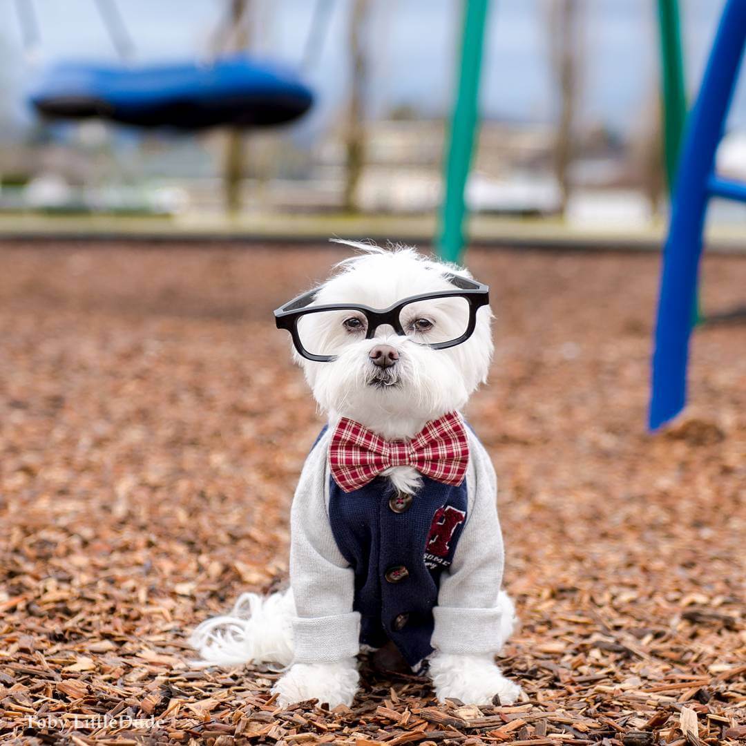 toby-littledude-fy-15