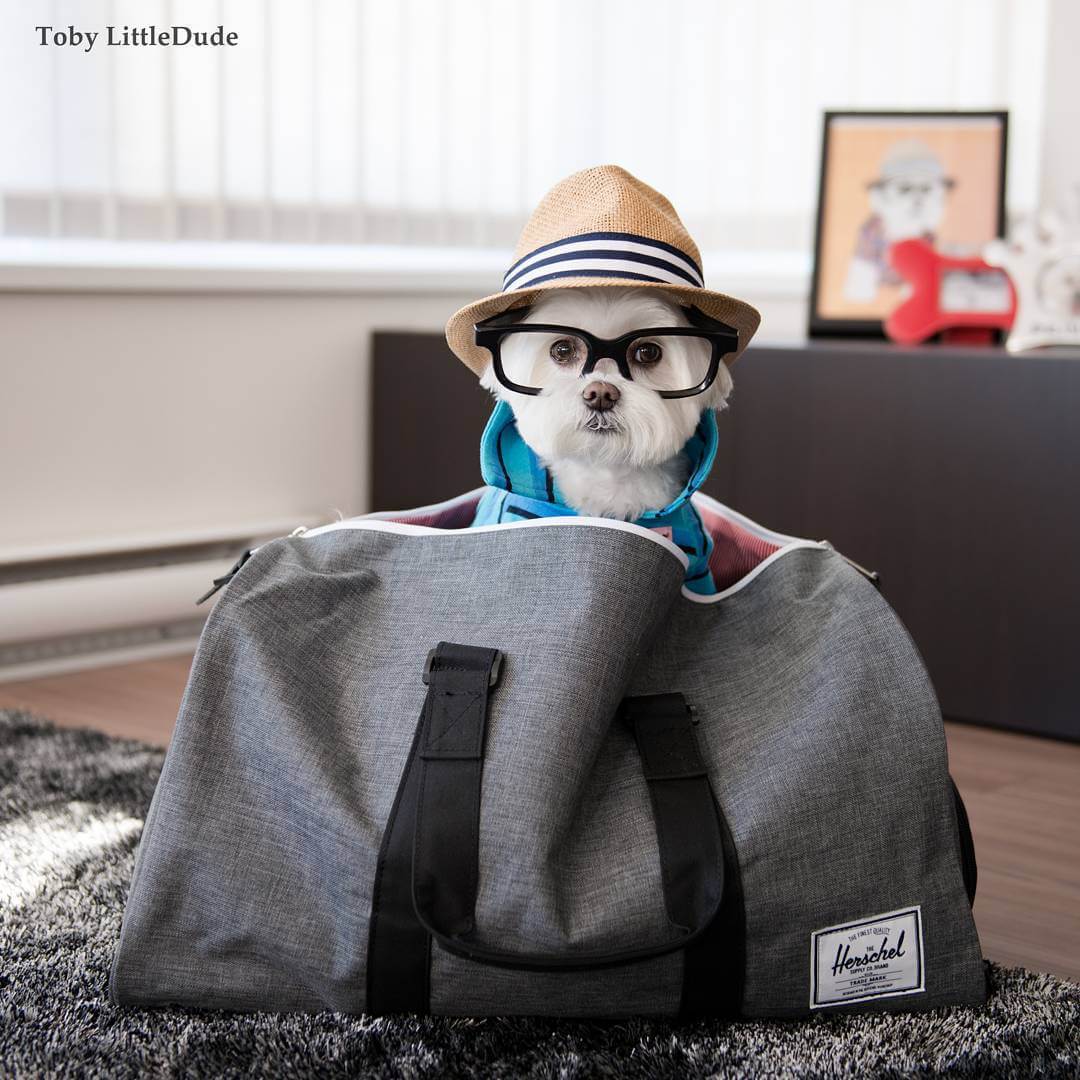 toby-littledude-fy-16
