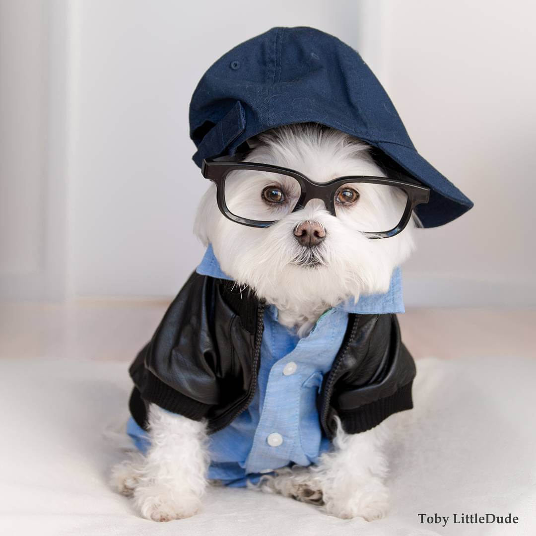 toby-littledude-fy-17