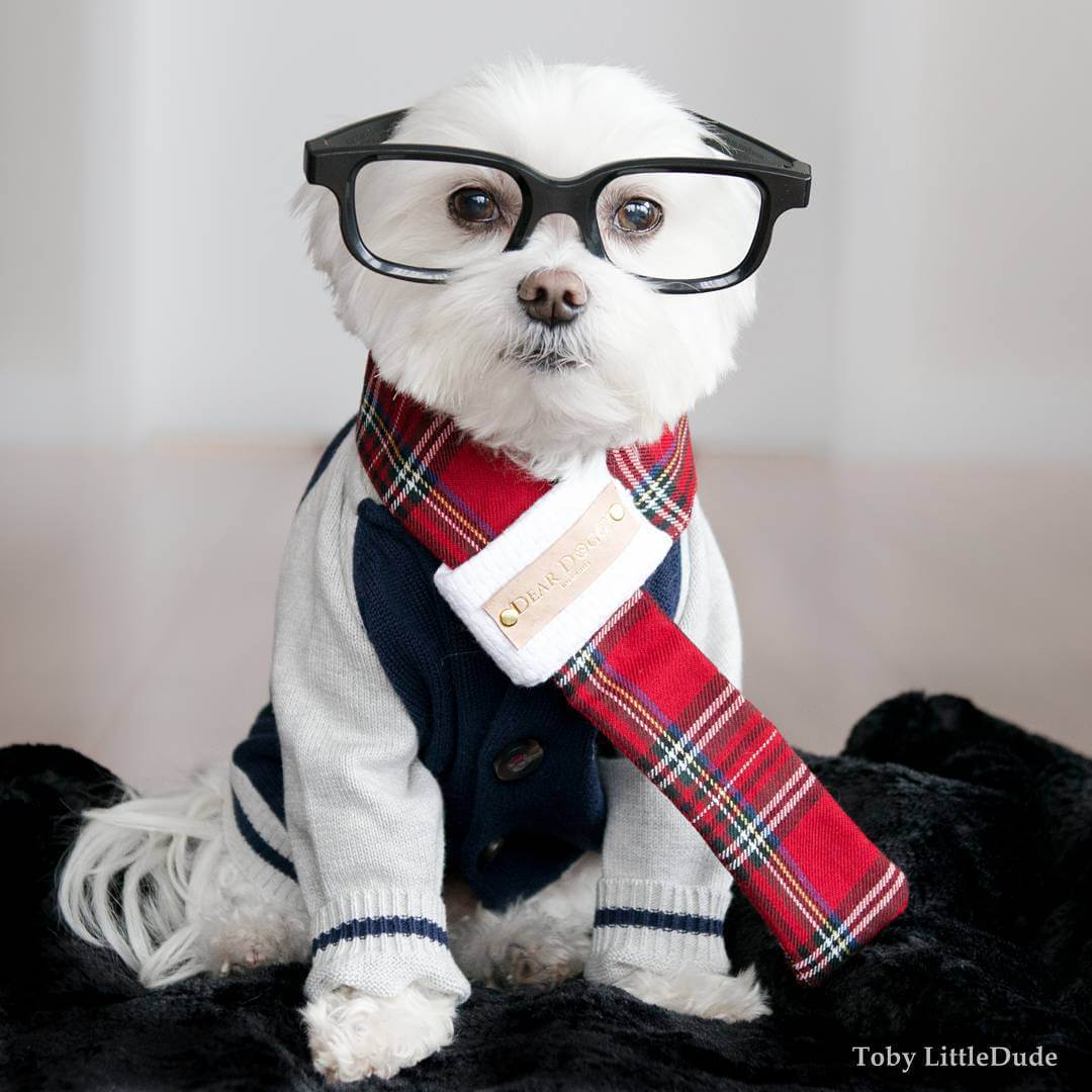 toby-littledude-fy-18