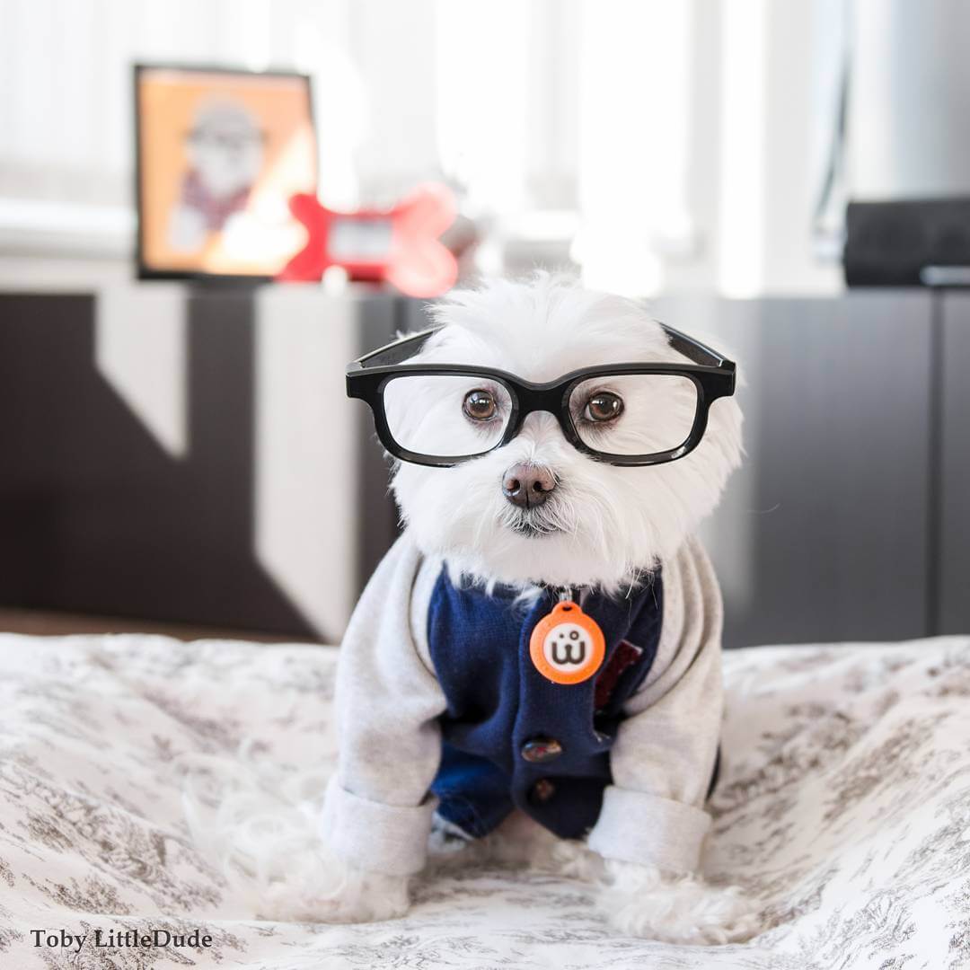 toby-littledude-fy-4