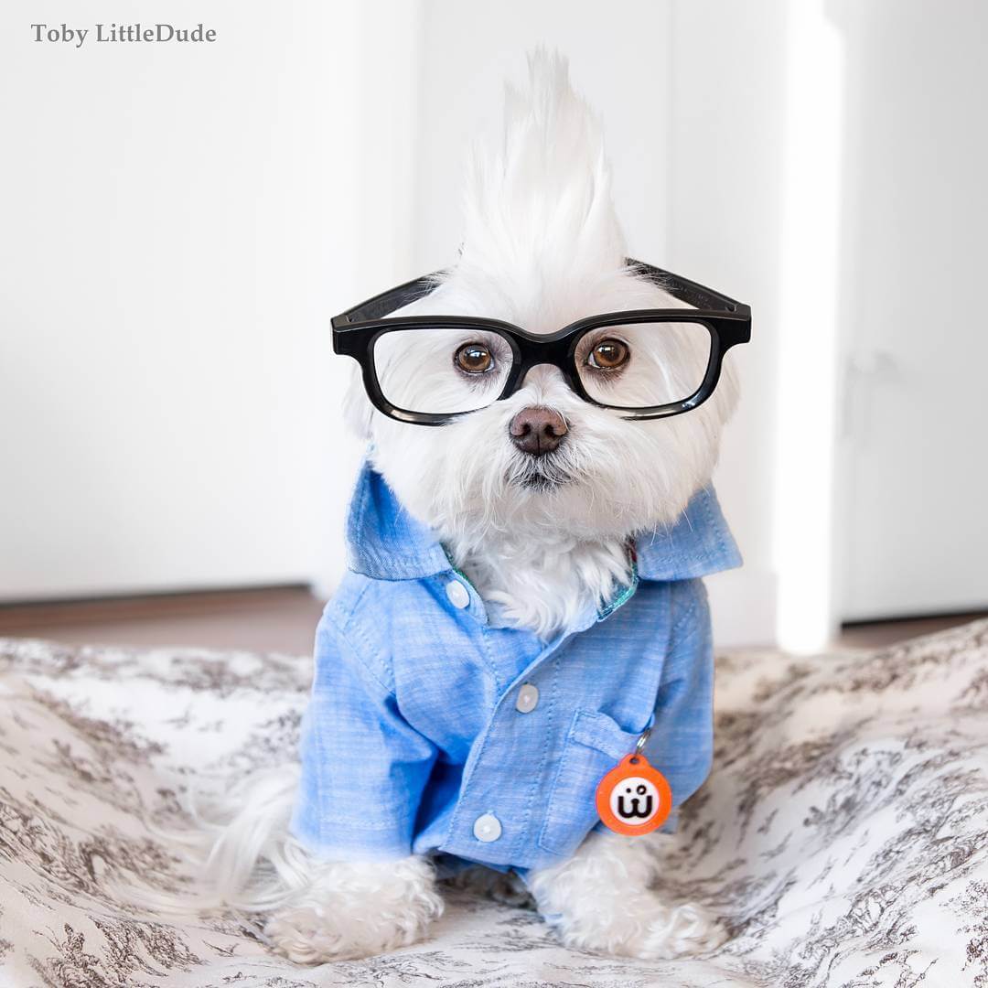 toby-littledude-fy-6