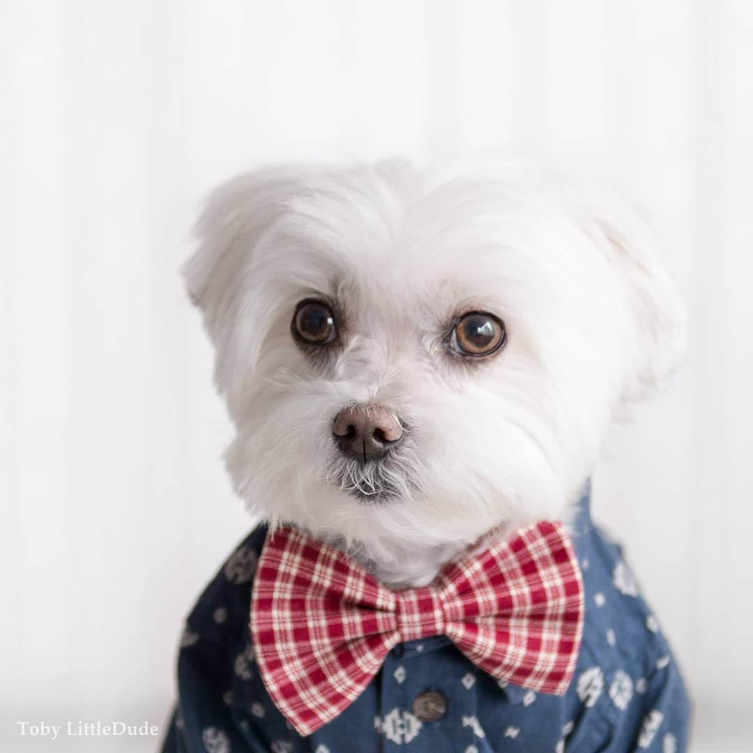 toby-littledude-fy-8