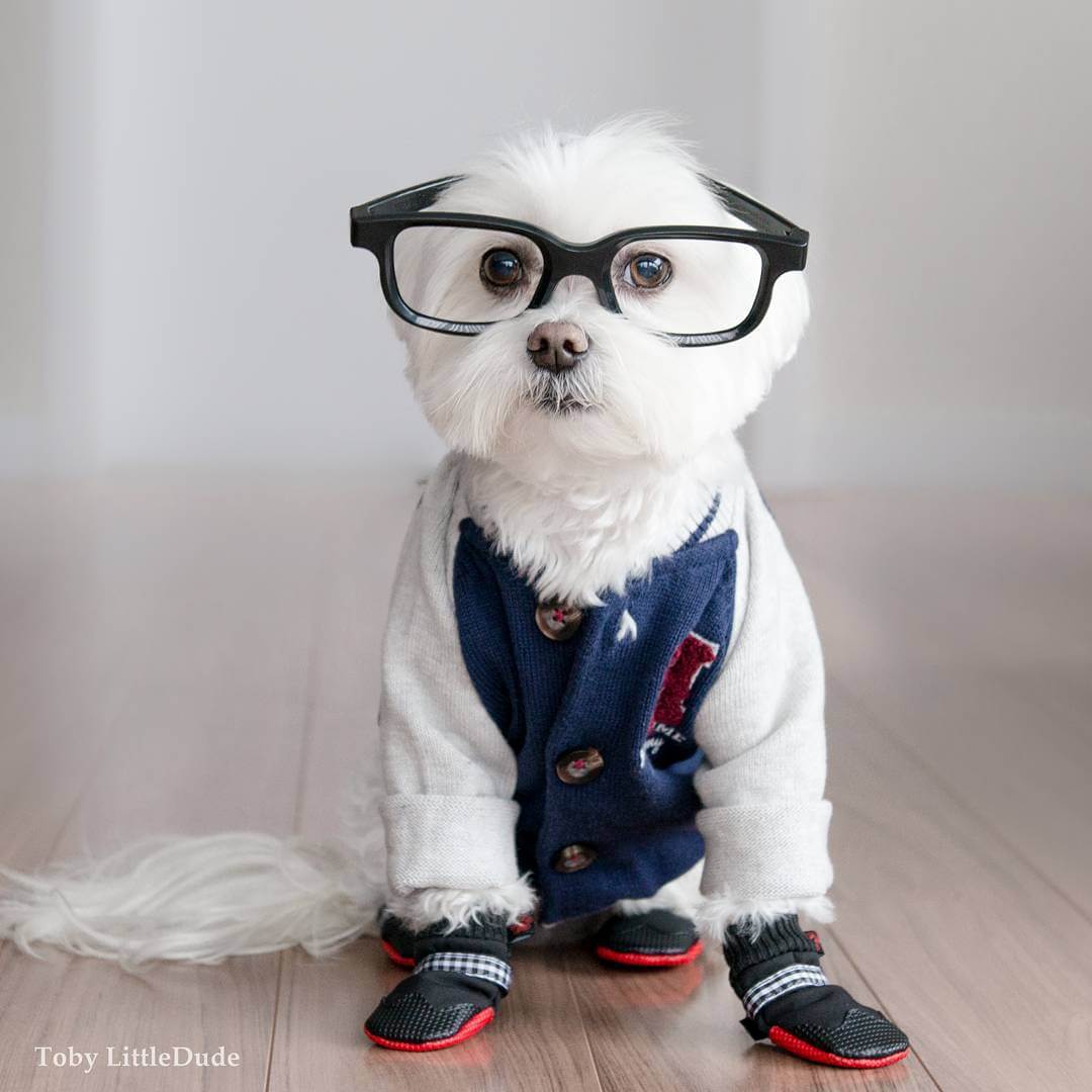 toby-littledude-fy-9