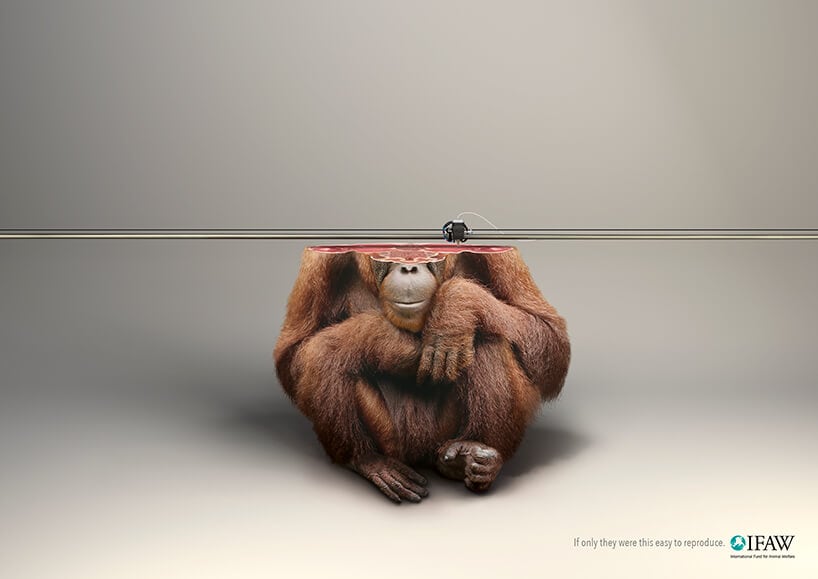 ifaw-freeyork-3