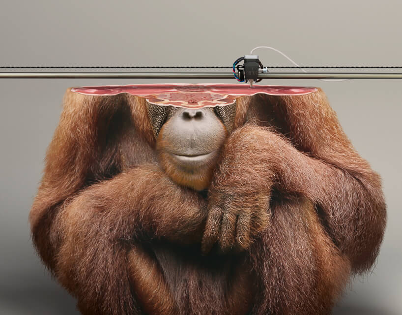 ifaw-freeyork-4