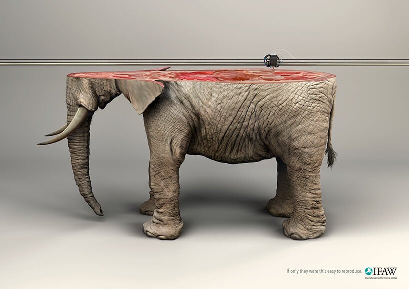 ifaw-freeyork-5
