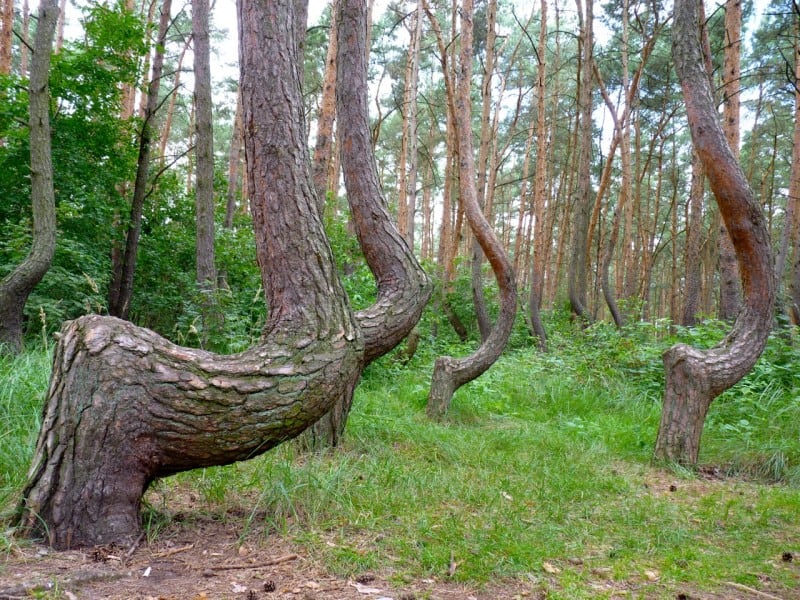 These Are The Weirdest 15 Forests You Will See In Your Life These Are The Weirdest 15 Forests You Will See In Your Life -forest