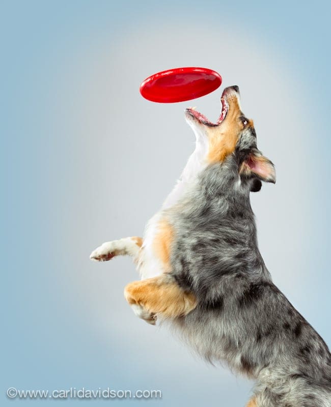 Dogs in Motion 2 by Carli Davidson FREEYORK