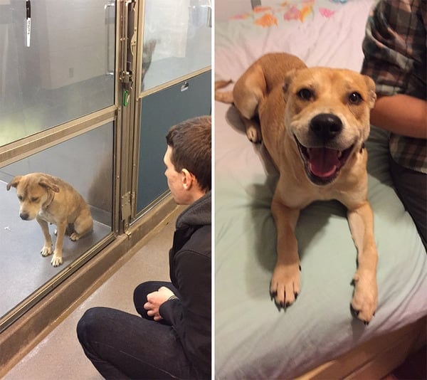 15 Before And After Adoption Pictures That Will Take Your Heart Away 15 Before And After Adoption Pictures That Will Take Your Heart Away -puppies, dogs, cute