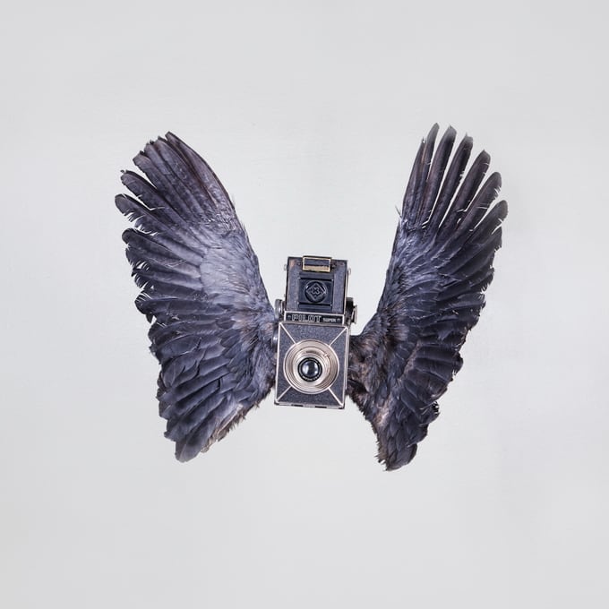 Birds Of Aperture by Paul Octavious Birds Of Aperture by Paul Octavious -photographer