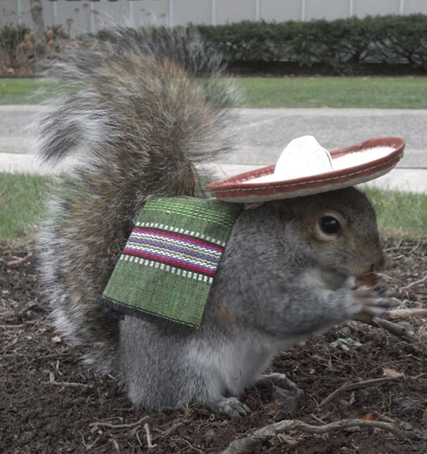 Student Befriends Squirrels And Dresses Them In Adorable Costumes ...