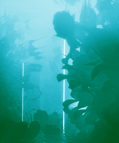 Carl Burton's Monochromatic GIFs Carl Burton's Monochromatic GIFs -surreal, gifs