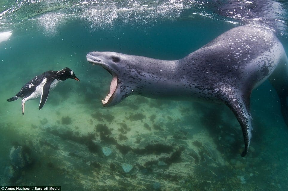 The Last Seconds of Penguin The Last Seconds of Penguin -