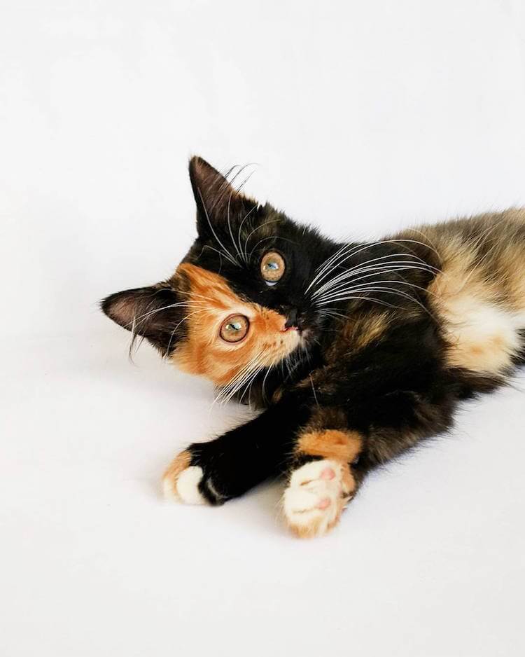 Meet Yana, The TwoFaced Kitty That is Captivating the World FREEYORK