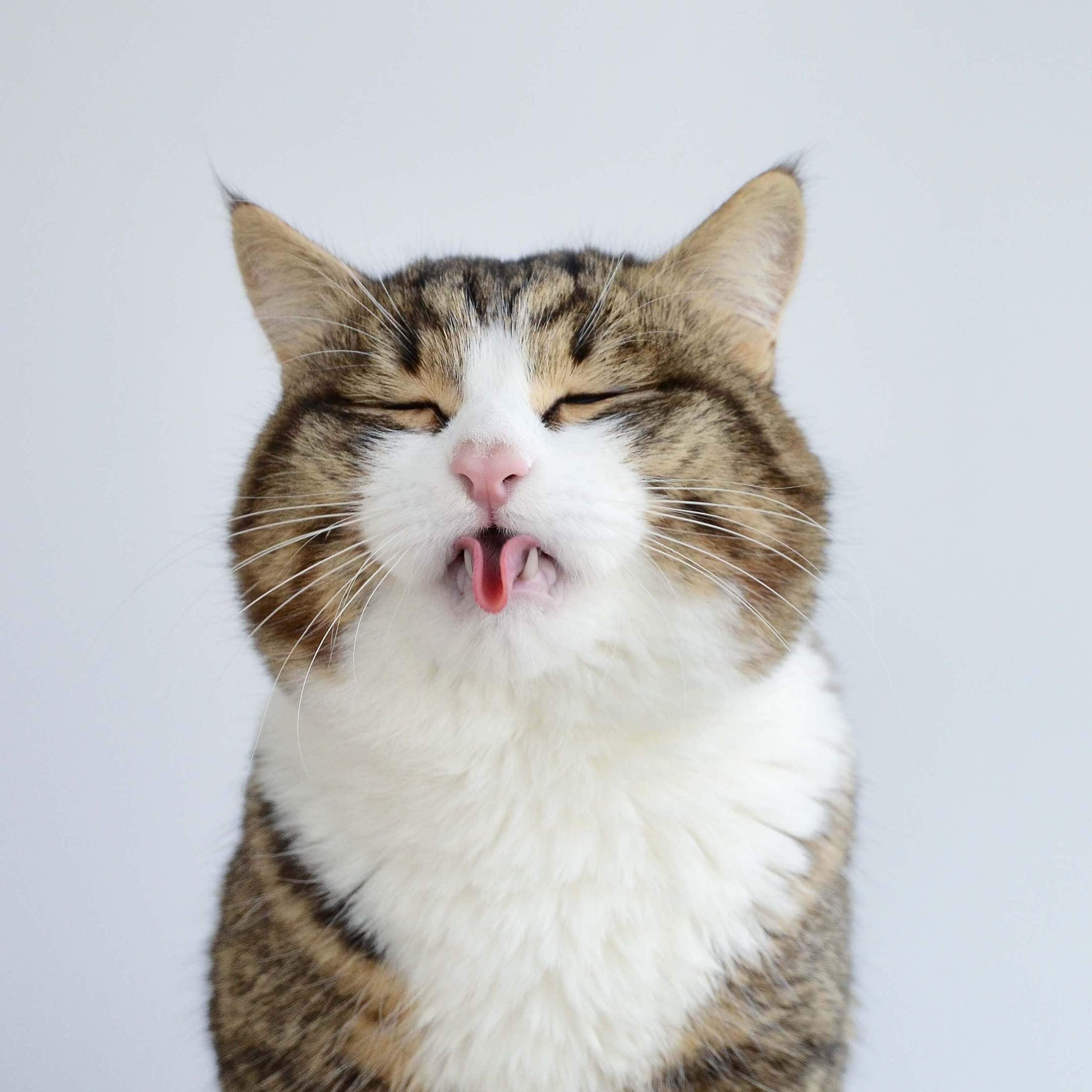 Meet Rexie Cute Cat  That Sticks His Tongue  Out FREEYORK