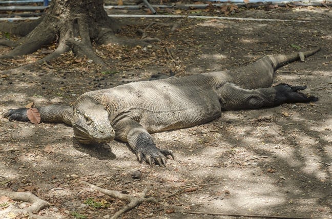 Met a Komodo Dragon