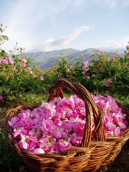 Rose Valley