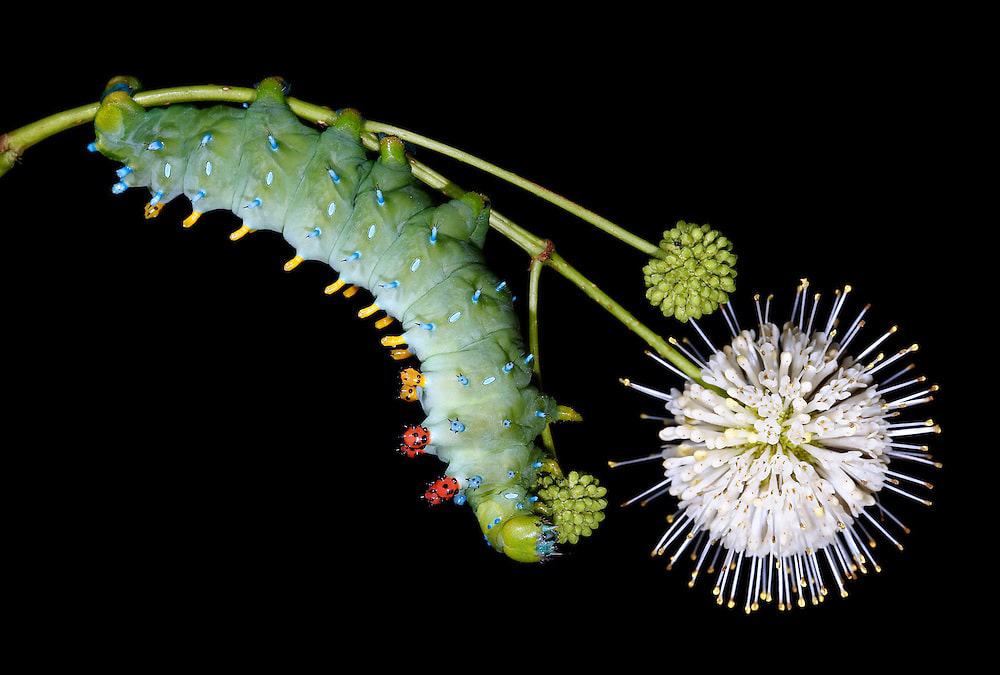 Cecropia Giant Silk Moth on Buttonbush