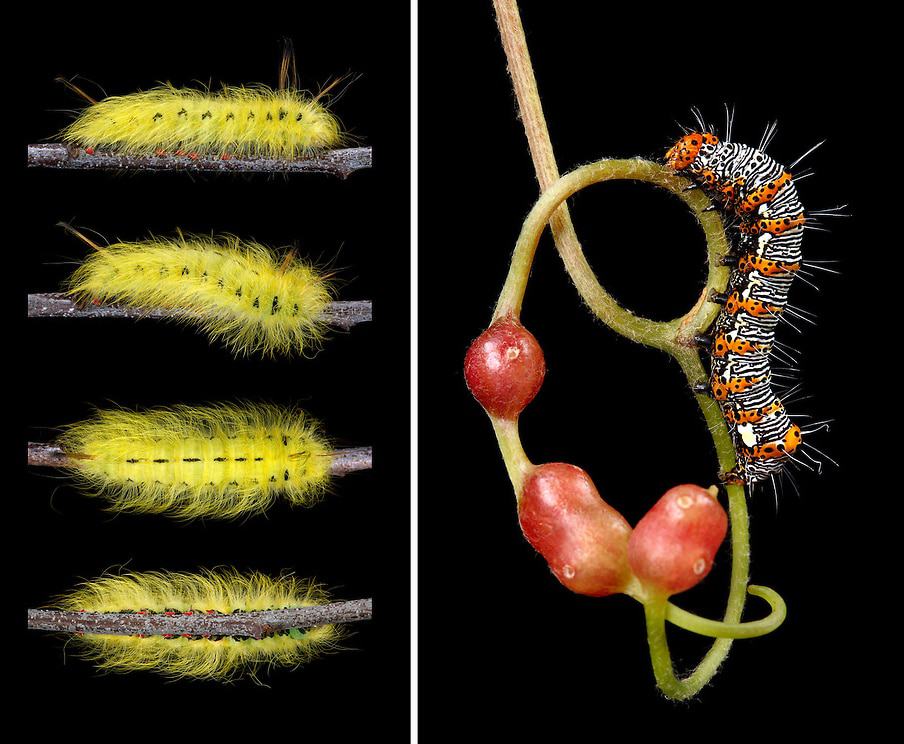Left: “Red Boots” – Apatelodes torrifacta on Cherry | Right: Eight-spotted Forester on Grapevine