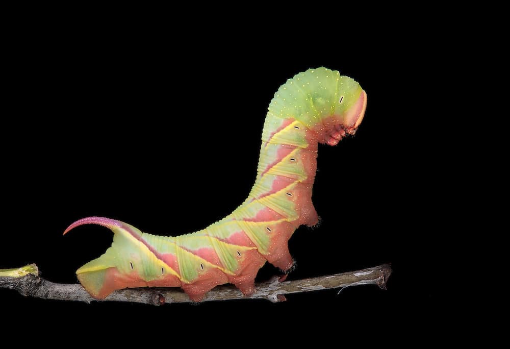 Great Ash Sphinx, red coloration