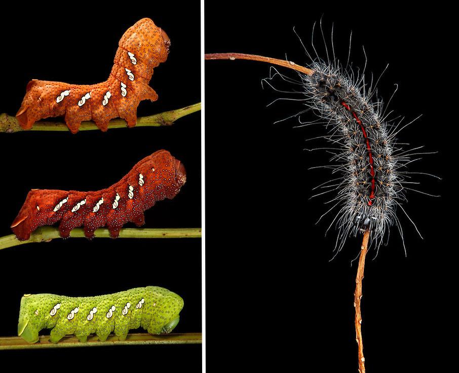 Left: “Orange Red Green” – Eumorpha achemon on Grapevine | Right: Final Instar Speared Dagger on Black Cherry