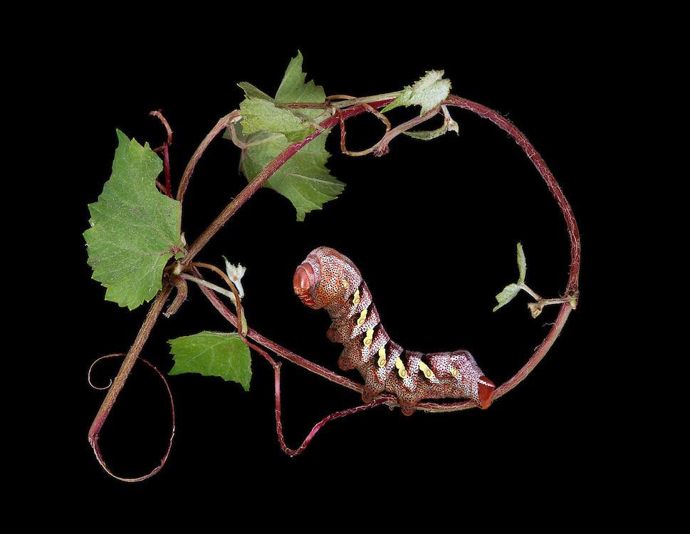 “Father of Monsters” – Eumorpha typhon on Arizona Grape