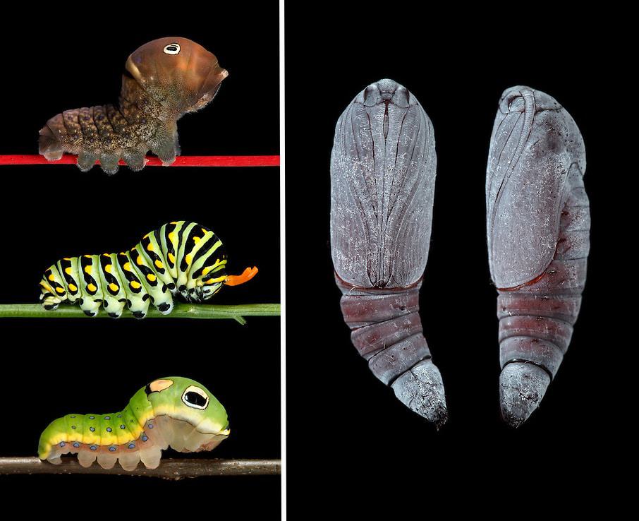 Left: “Three Swallowtails” – Papilio glaucus, polyxenes, and troilus | Right: Catocala innubens pupa