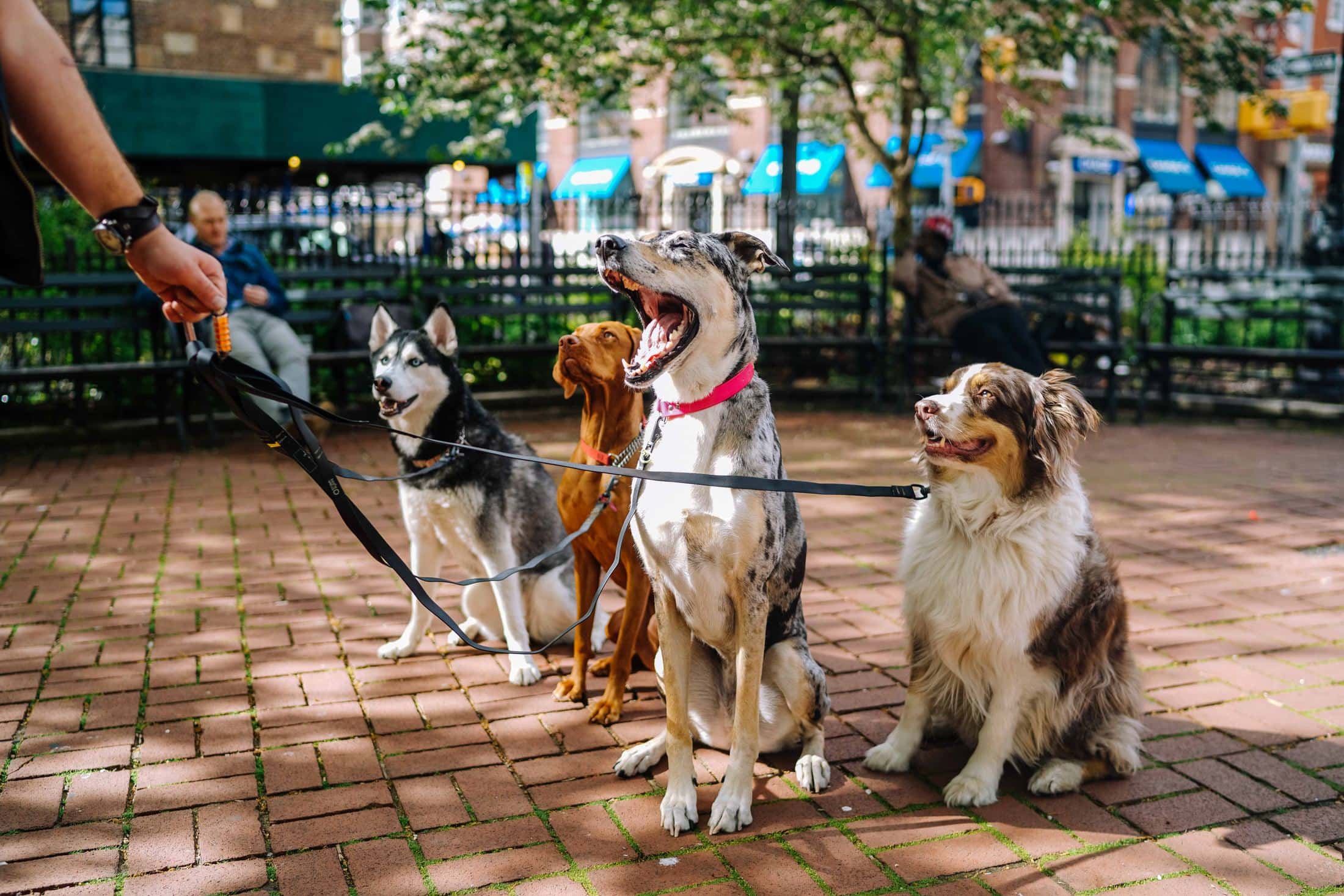 a good therapy dog must be