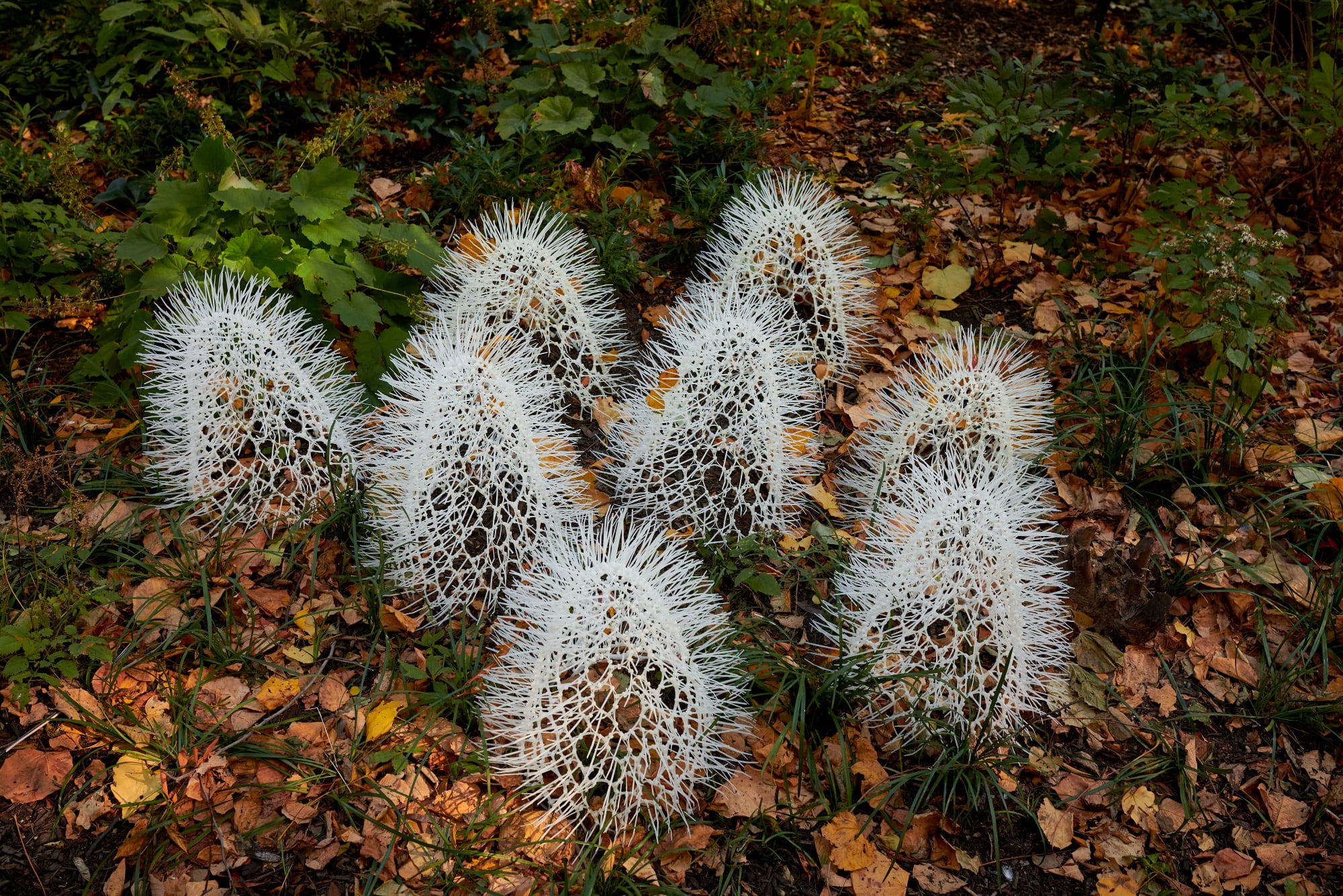 a close up of a cactus